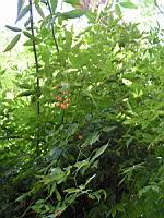 Arbre a chapelets - Melia azedarach (03) (Photo F. Mrugala)